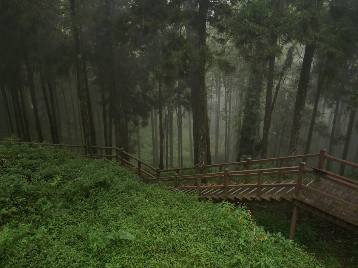 Wooden suspension bridge through a misty forest