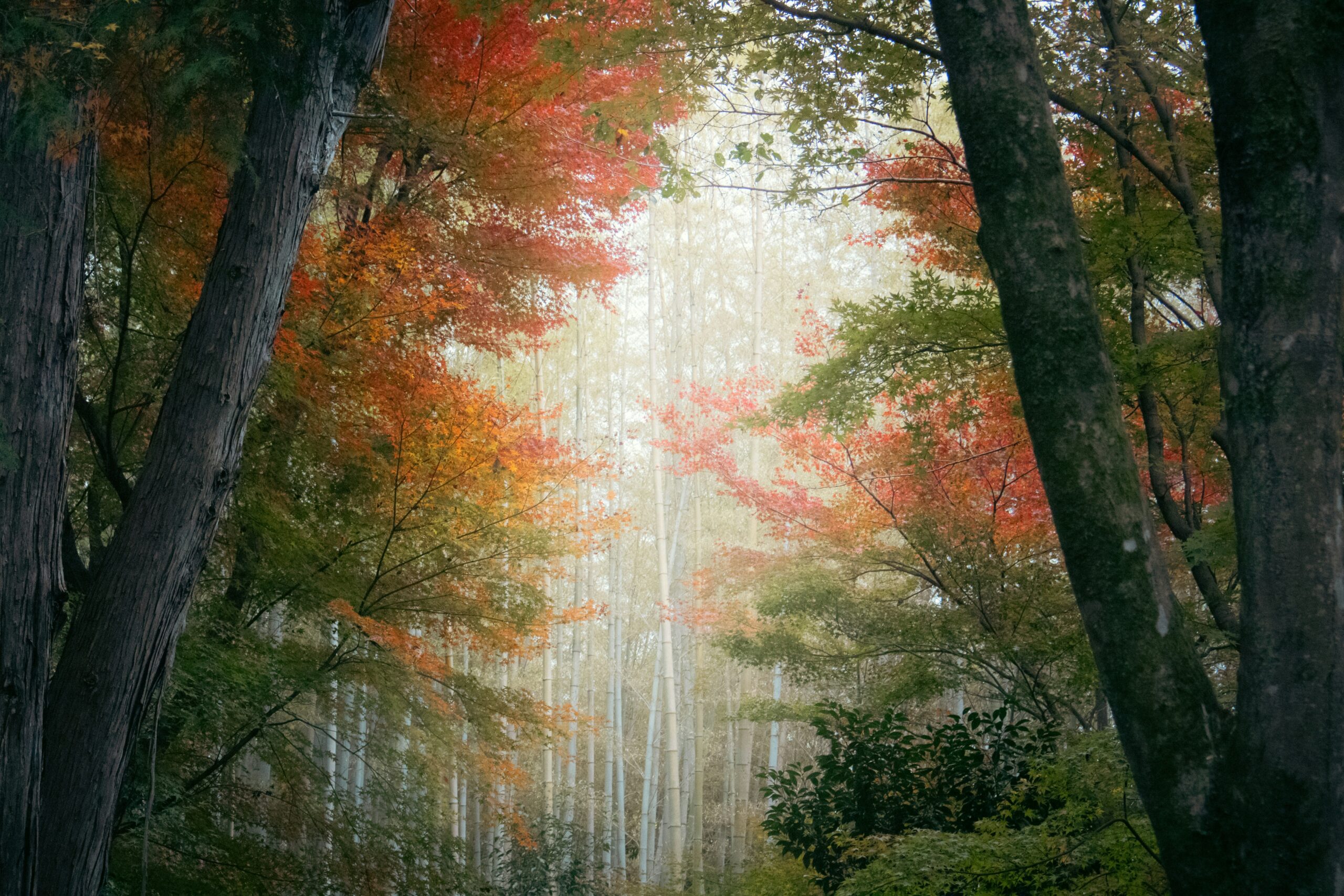Autumn forest with vibrant red canopy